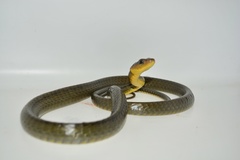 Chironius multiventris