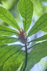 Columnea purpurata