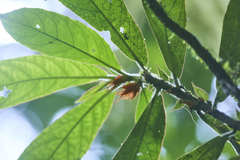 Columnea purpurata