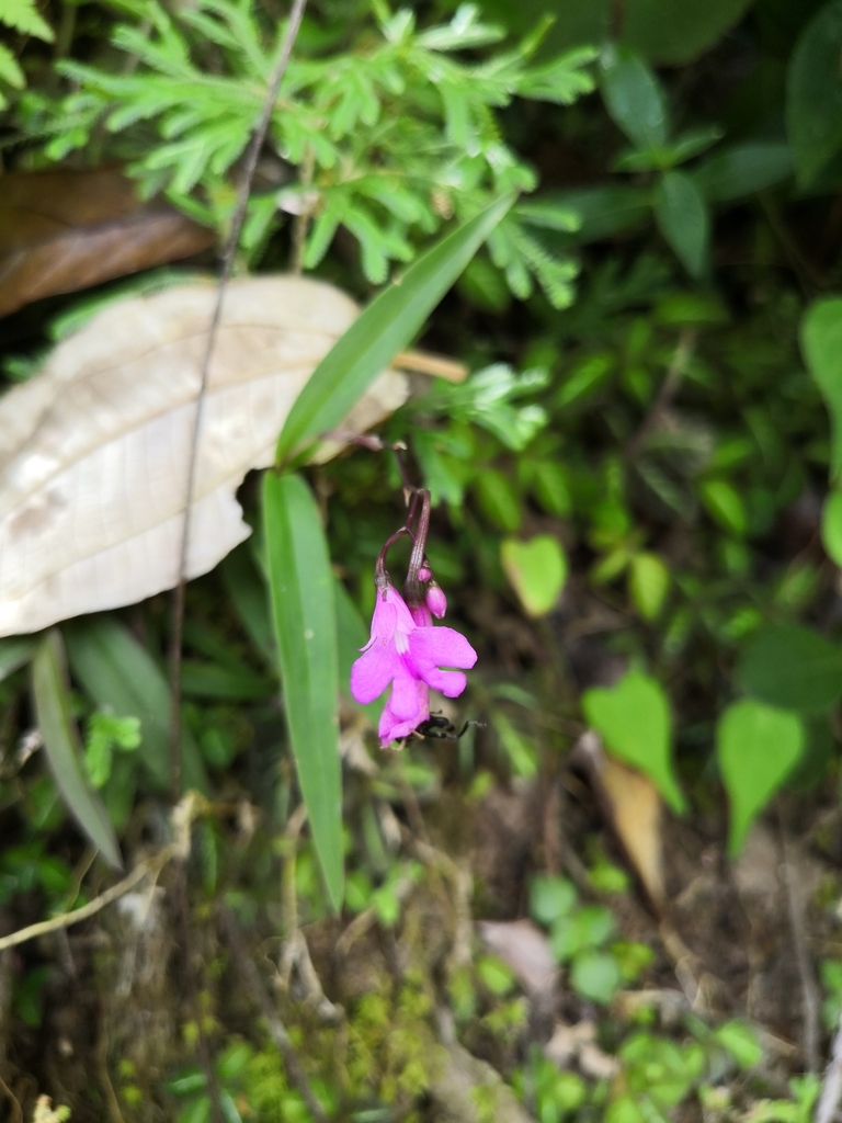 Epidendrum longicaule