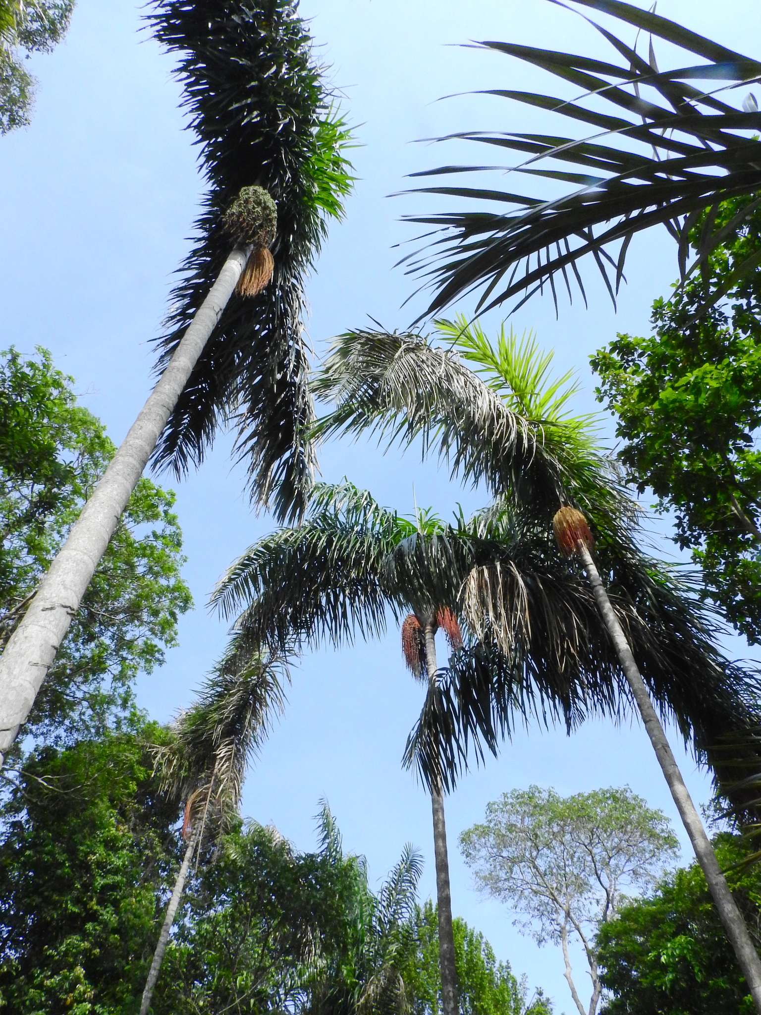 Imagem de Bacaba-de-leque