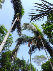 Oenocarpus distichus