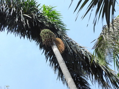 Oenocarpus distichus