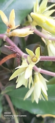 Allamanda cathartica