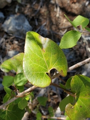 Matelea edwardsensis