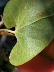 Matelea edwardsensis