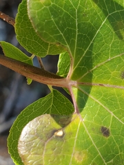 Matelea edwardsensis