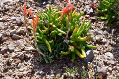 Aloe humilis