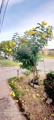 Allamanda cathartica