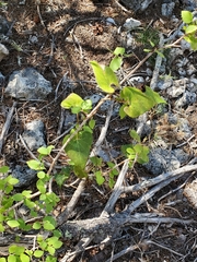 Matelea edwardsensis