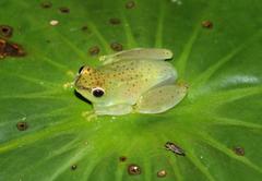 Hyperolius pusillus