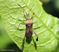 Leptoglossus chilensis