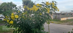 Allamanda cathartica