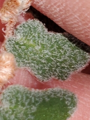 Astrolepis integerrima