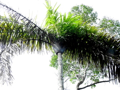 Oenocarpus distichus