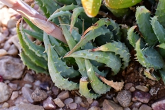 Aloe humilis