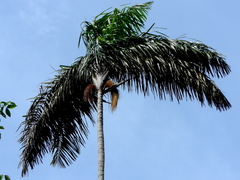 Oenocarpus distichus