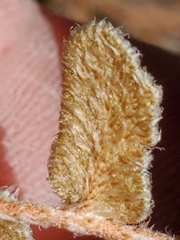 Astrolepis integerrima