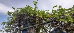 Passiflora edulis