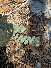 Astrolepis integerrima