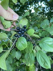 Rhamnus cathartica