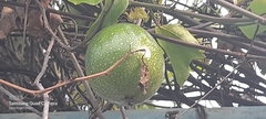 Passiflora edulis