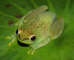 Hyperolius pusillus