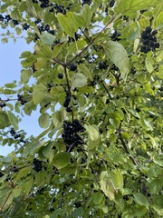 Rhamnus cathartica