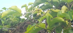 Passiflora edulis