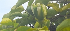 Passiflora edulis