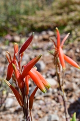 Aloe humilis