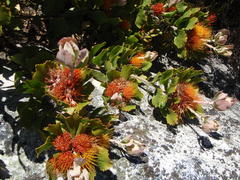 Leucospermum mundii