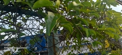 Passiflora edulis