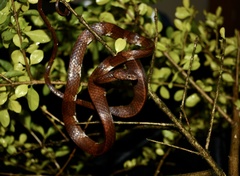 Dipsas vermiculata