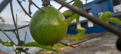 Passiflora edulis