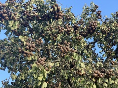 Pyrus bourgaeana
