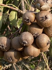 Pyrus bourgaeana