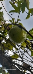 Passiflora edulis