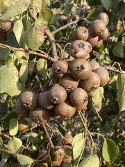 Pyrus bourgaeana