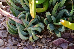 Aloe humilis