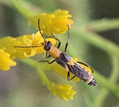 Belotus