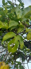 Passiflora edulis