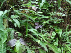 Trillium ovatum