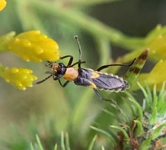 Belotus