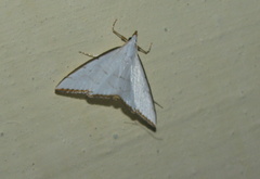 Ramila