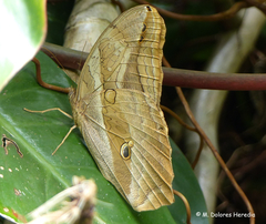 Eryphanis lycomedon