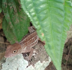Anolis higuey