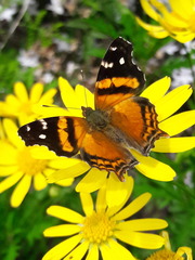 Hypanartia bella