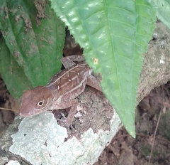 Anolis higuey