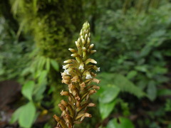 Microchilus